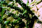 Caulerpa racemosa