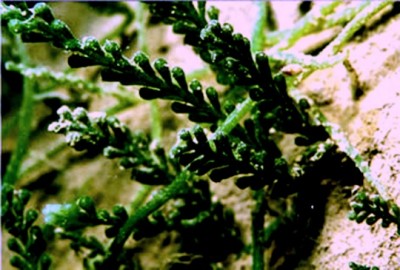 1-Caulerpa_racemosa_light