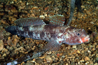 19-Gobius_cruentatus_1_Stefano_Guerrrieri