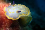 Hypselodoris messiniensis