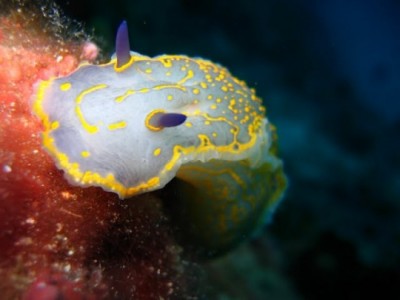 24-Doris_de_Messine____Hypselodoris_messiniensis_5