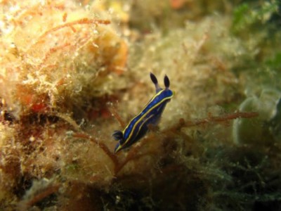 25-Hypselodoris_tricolor