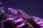 Lithophyllum sp.