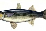 Cefalo (Mugil cephalus)