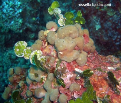 5-chondrilla_nucula_rossella_baldacconi