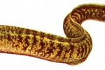 Murena (Muraena helena)