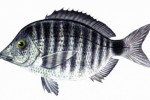 Sarago (Diplodus anularis)