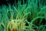 Aiptasia mutabilis
