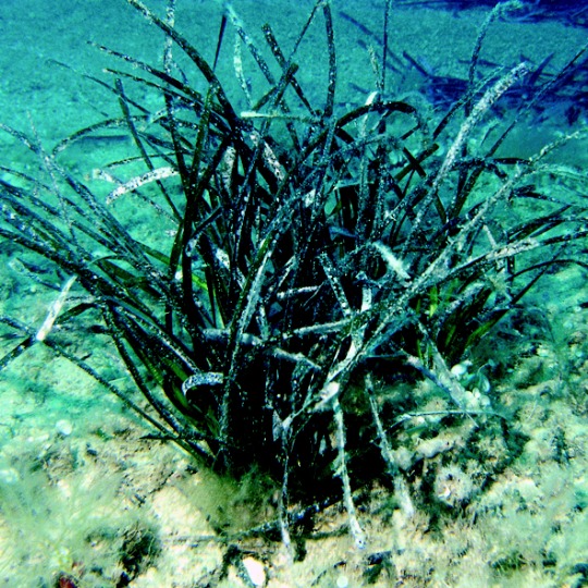 posidonia_oceanica